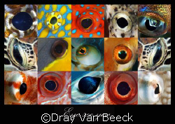 Eye see you. by Dray Van Beeck 